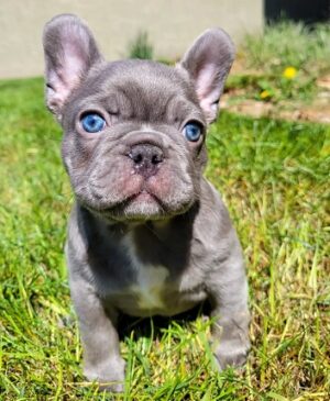 Daisy French Bulldog dog puppy for sale