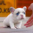 Andy Teacup Frenchie French bulldog puppy
