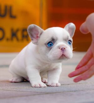 Andy Teacup Frenchie French bulldog puppy