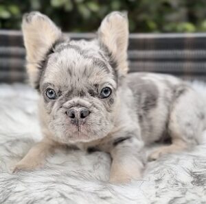 Logan Blue Merle Fluffy French Bulldog for sale