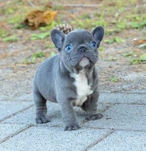 Nala Mini French Bulldog for sale