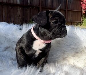 Molly Akc French Bulldog for sale