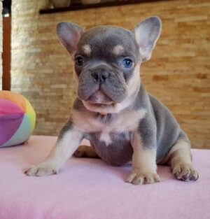 Abby Miniature French bulldog puppies for sale