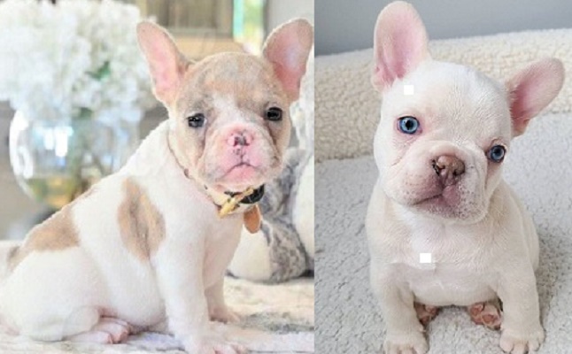 White French Bulldog puppy for sale