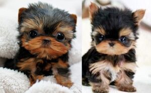 Yorkshire Terrier Yorkie for sale