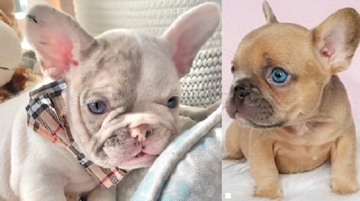mini Frenchie for sale - French bulldog for sale