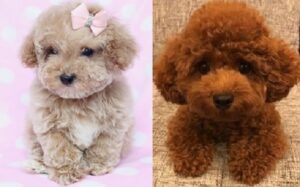 mini toy poodle for sale