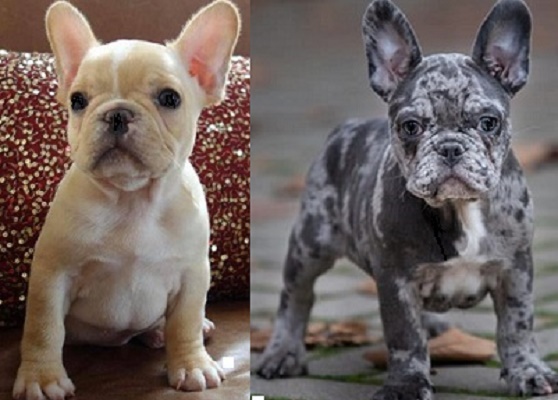 Beautiful Blue French Bulldogs available for purchase