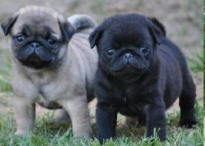 Pug Puppies for Sale