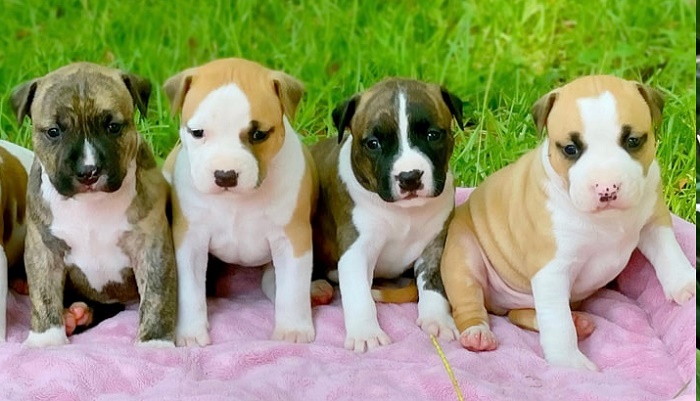 Where to Find Purebred Staffordshire Bull Terrier Puppies for Sale