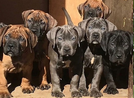 Boerboel dog breed puppies