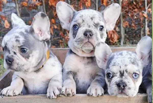 Buy a French bulldog at a best cost price range