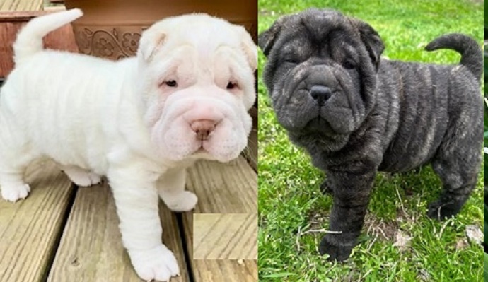 Chinese Shar Pei dog: Shar Pei puppy for sale