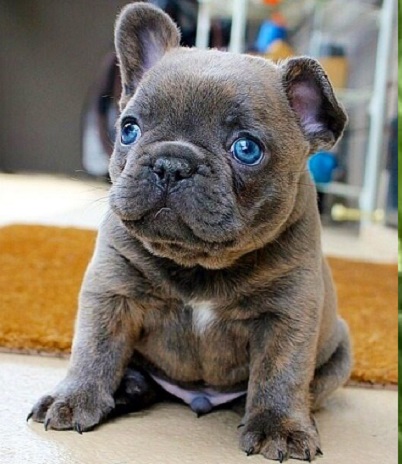 French Bulldog Frenchie available puppy for sale