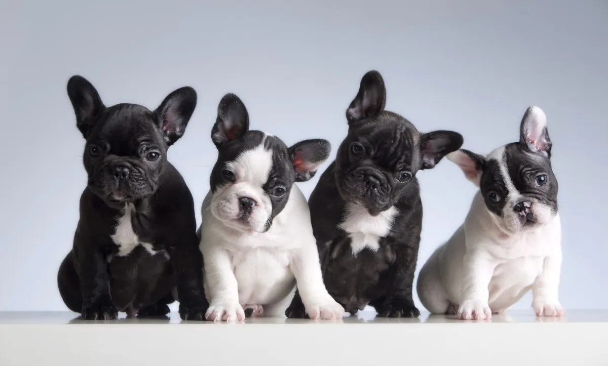 French Bulldog at affordable cost prices