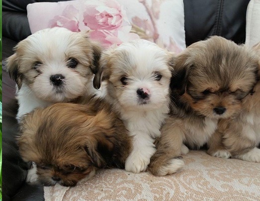 Lhasa Apso dog breed: Lhasa Apso Poodle mix for sale