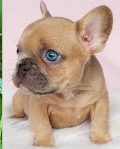 Purchase a French bulldog at pottyregisteredpuppies.com