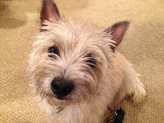 Are Cairn Terriers Aggressive