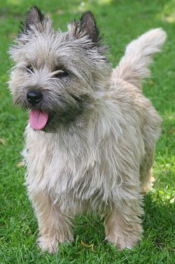 Are Cairn Terriers Easy to Train? Quick Training Tips!