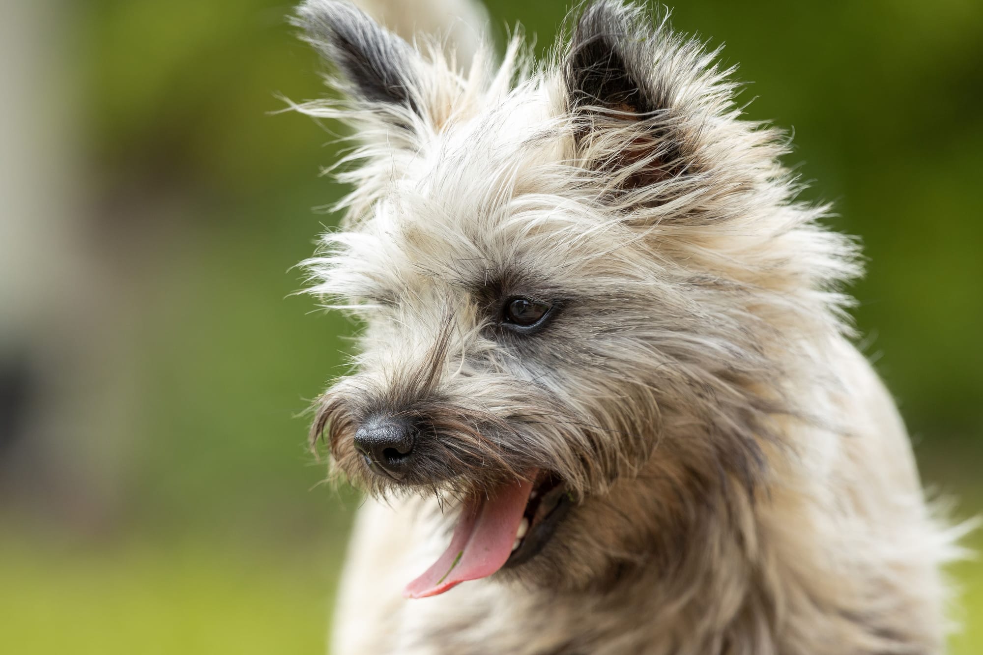 Are Cairn Terriers Good With Cats