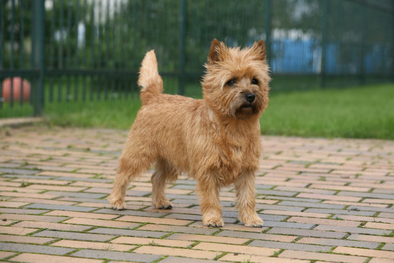 Are Cairn Terriers Good With Kids