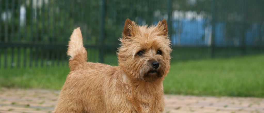 Are Cairn Terriers Hypoallergenic? Unveil the Truth!