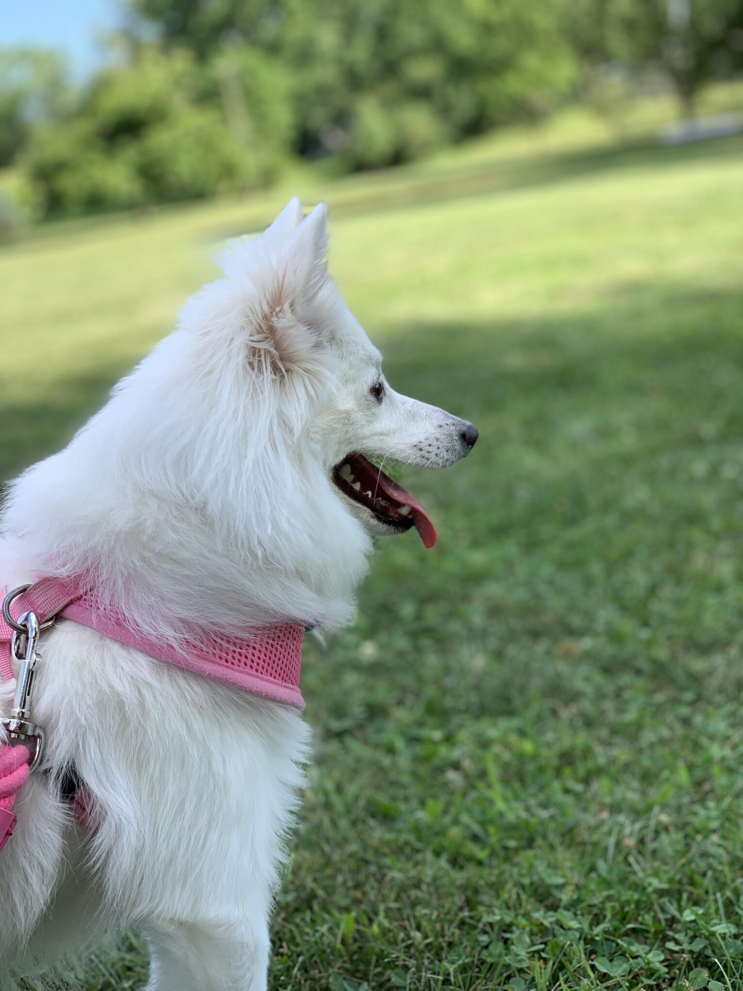 Can American Eskimo Dogs Live in Hot Weather