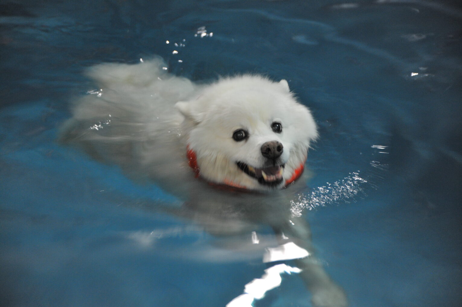 Can American Eskimo Dogs Swim