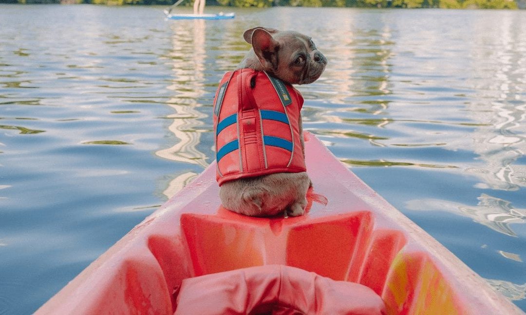 Can Frenchie Swim