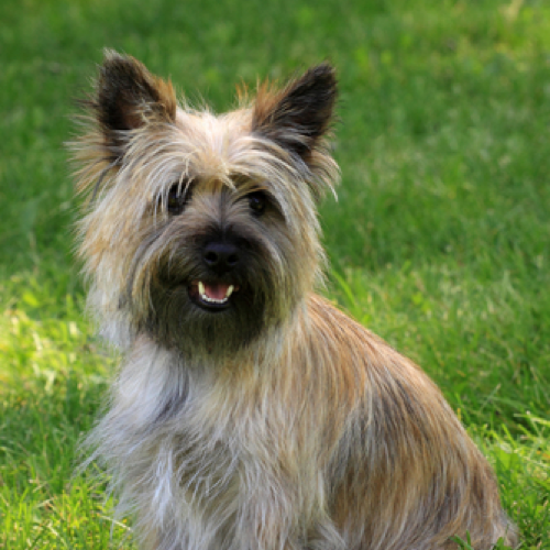 Do Cairn Terriers Need Haircuts