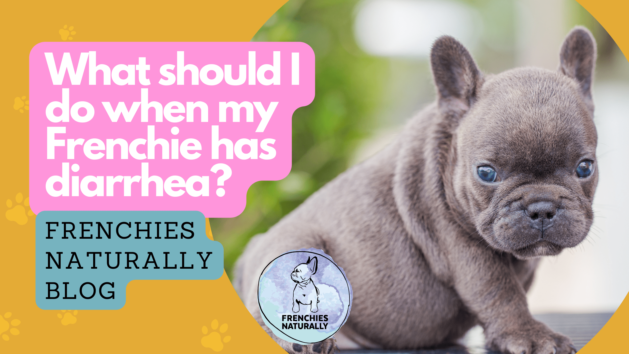 Do French Bulldogs Poop a Lot?: Unveiling the Truth