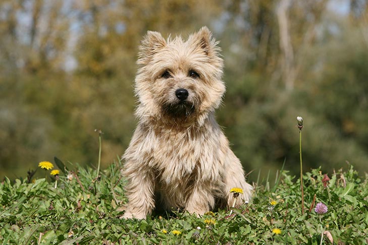 How Big Do Cairn Terriers Get: Size Insights Revealed!