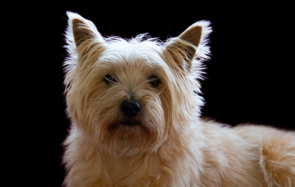 How Long Should You Walk a Cairn Terrier