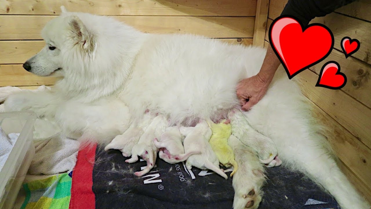 How Many Puppies Can a Eskimo Give Birth to