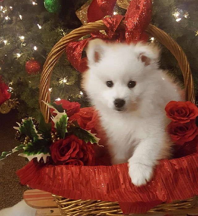 How Much are Toy American Eskimo Puppies