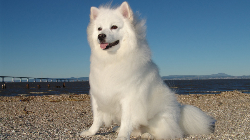 How Much Do American Eskimo Dogs Weigh