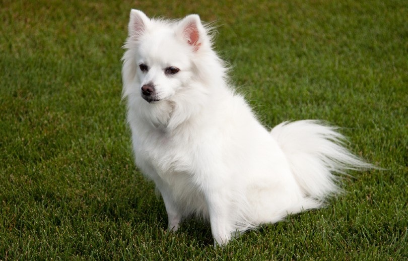 How Much Do Miniature American Eskimo Dogs Cost