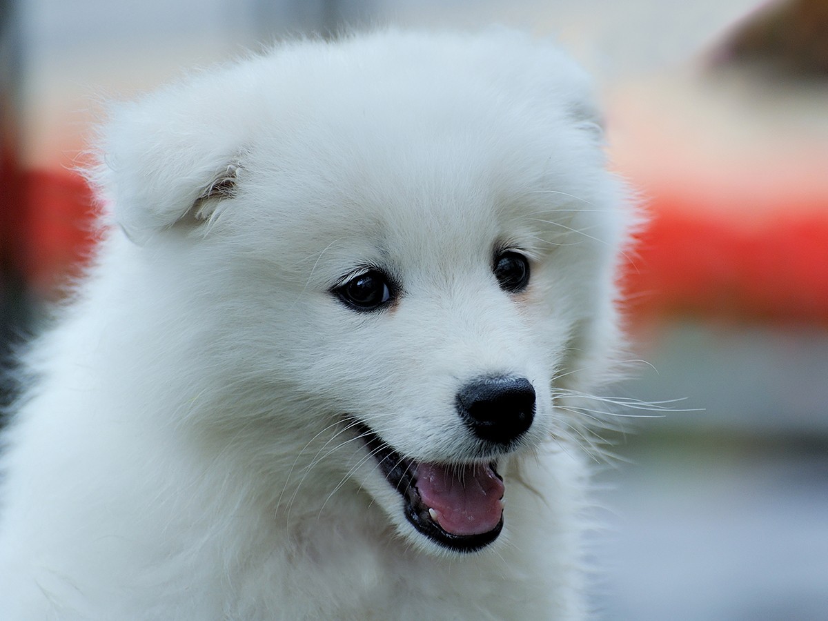 How Much is Eskimo Dog? Uncover the Price Secrets!