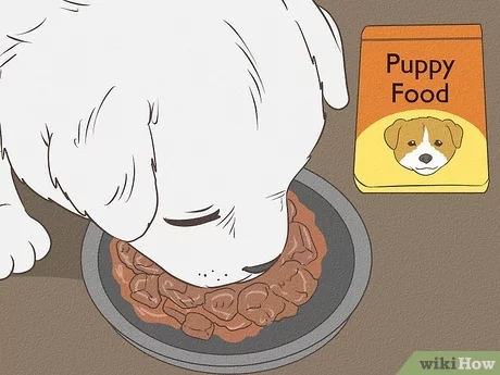 How Much to Feed American Eskimo Puppy: Optimal Diet Tips