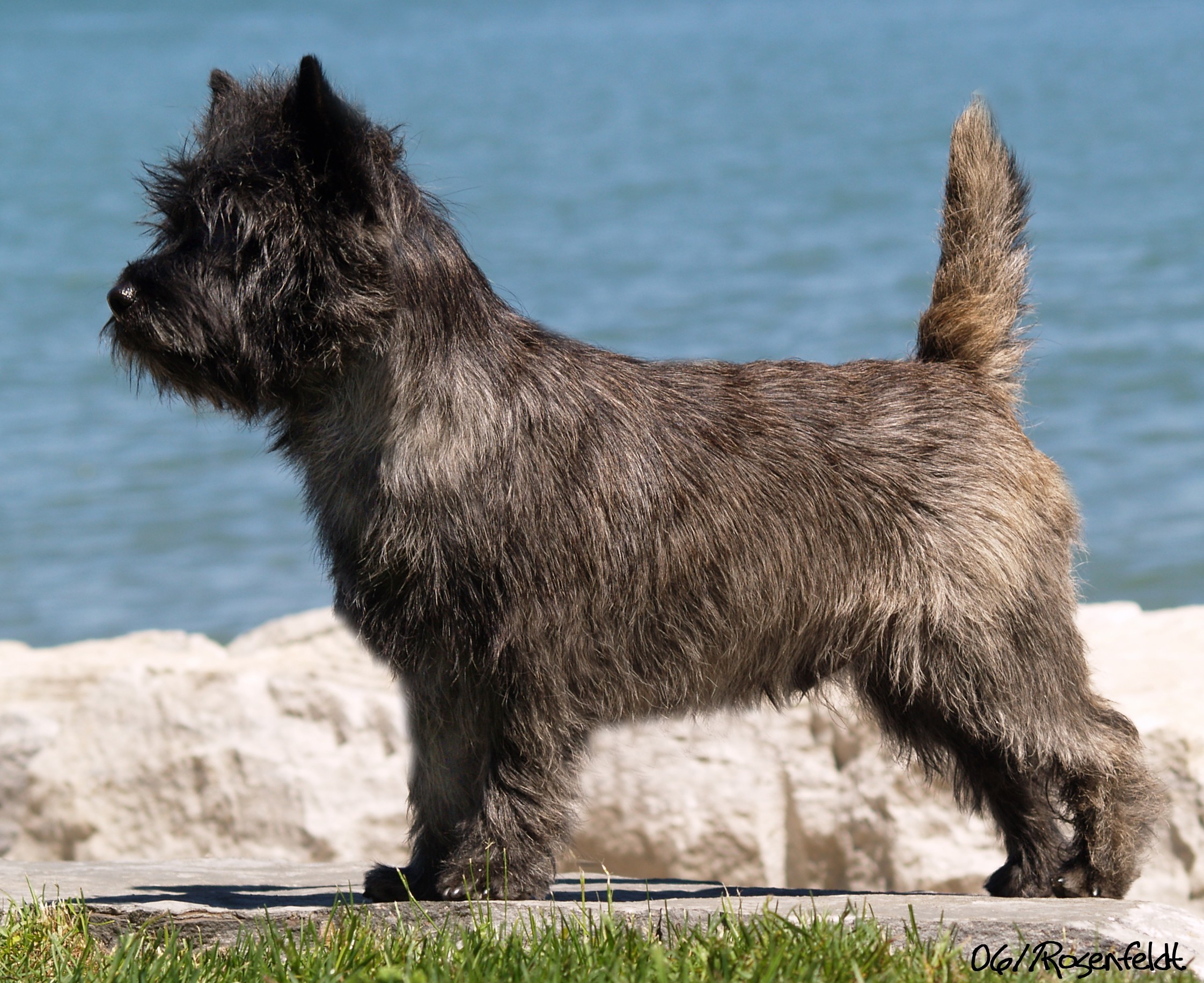 How Often Should You Wash a Cairn Terrier