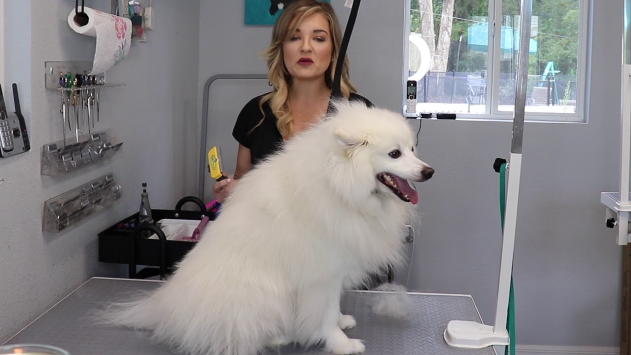 How to Groom an American Eskimo Dog