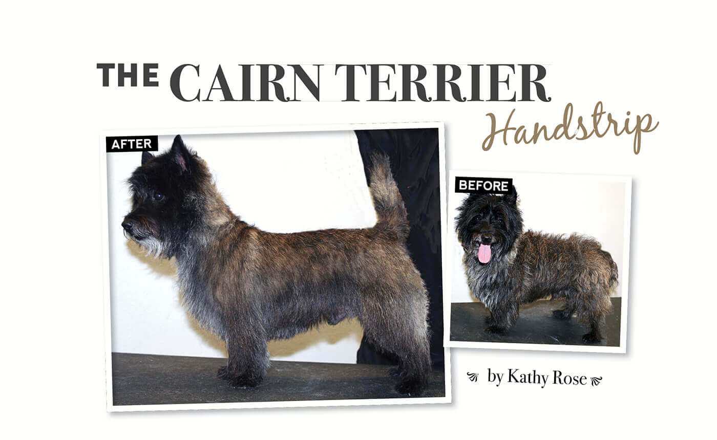 How to Hand Strip a Cairn Terrier