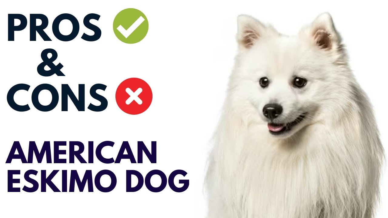 Pros And Cons of American Eskimo Dog: Unveiled Insights