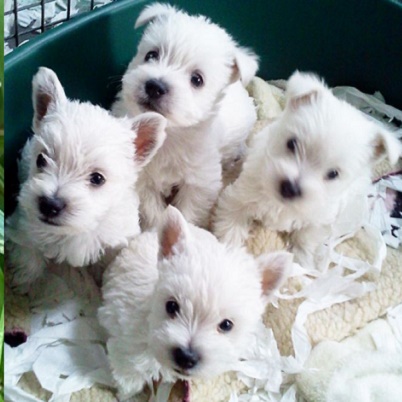 West highland white terrier dog breed for sale