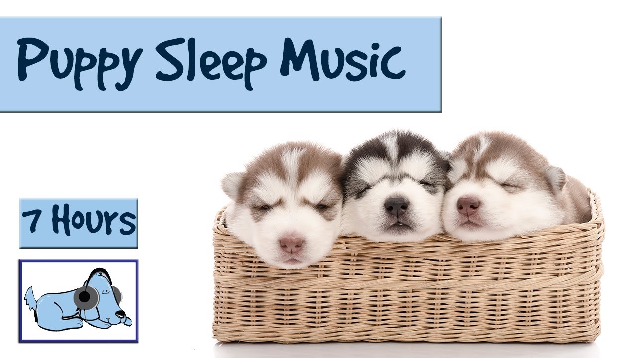 What Sounds Put Puppies to Sleep? Soothing Audio Secrets