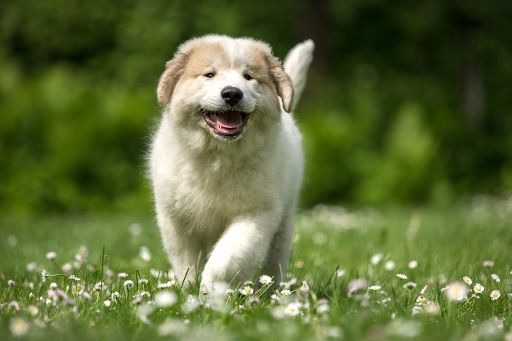 When Do American Eskimo Puppies Stop Growing