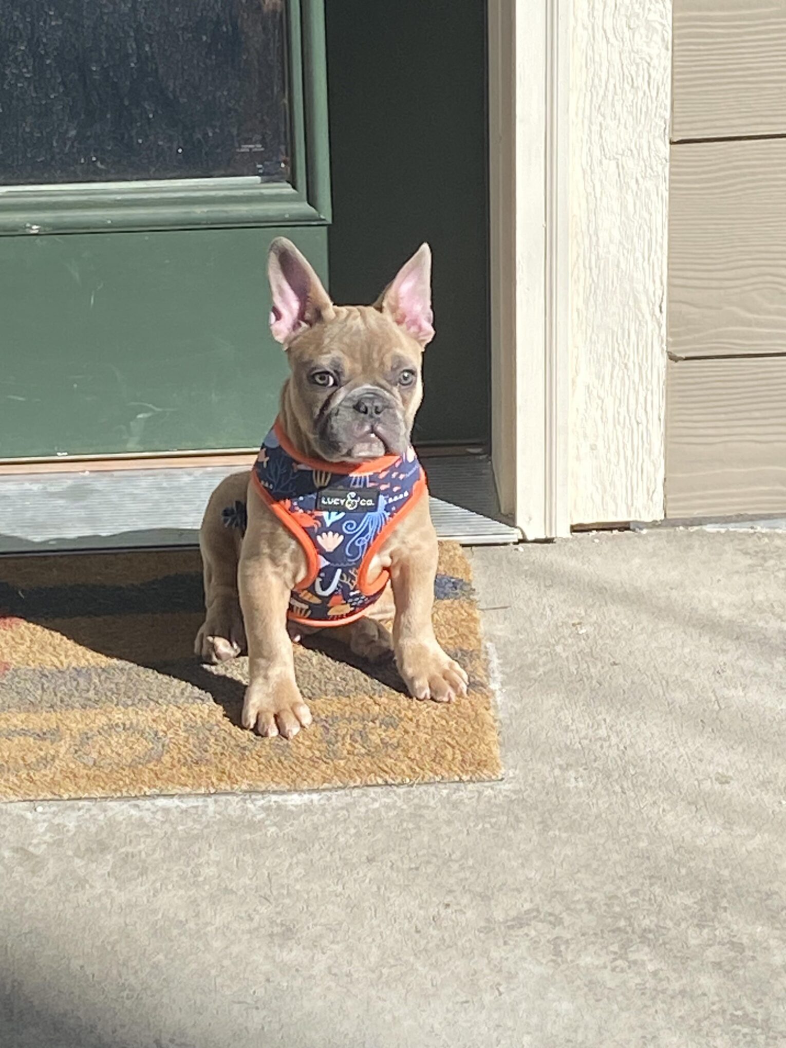 When Do Frenchie Puppies Start Walking