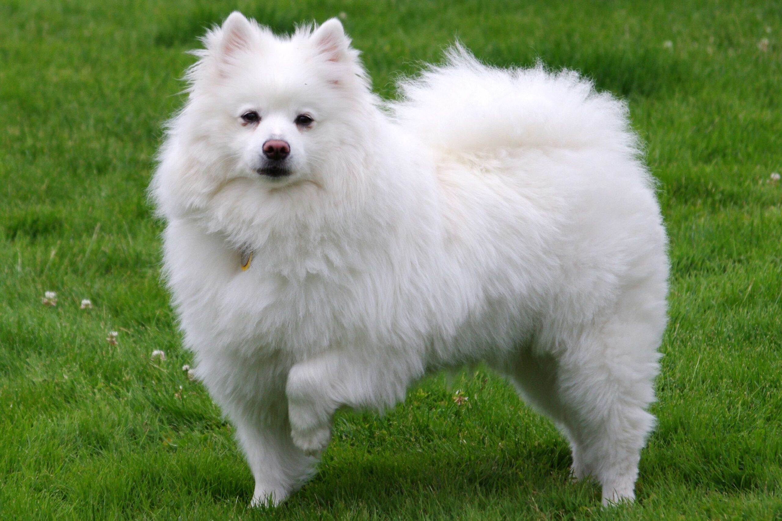 Where Can I Buy an American Eskimo Puppy