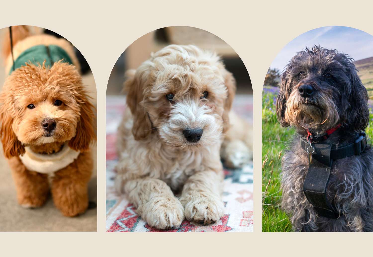 Which Poodle Mix is Best? Top Doodle Companions Revealed!