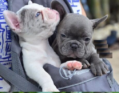 Acquirable French Bulldog Types from pottyregisteredpuppies.com